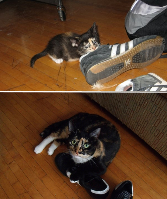 Cuki fotók: ezeknek a macskáknak csak a mérete változott