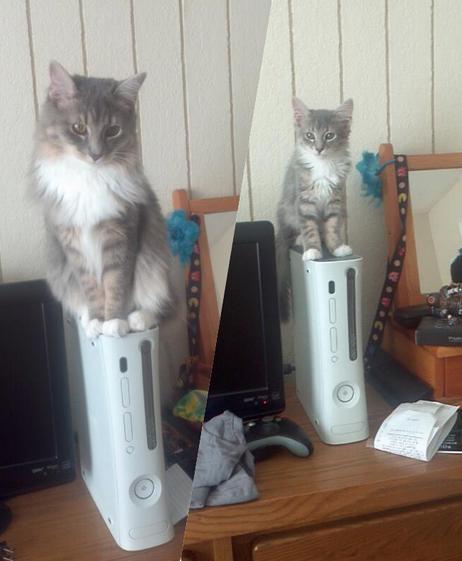 Cuki fotók: ezeknek a macskáknak csak a mérete változott