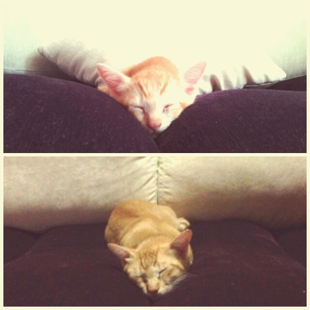 Cuki fotók: ezeknek a macskáknak csak a mérete változott