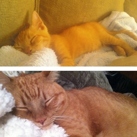 Cuki fotók: ezeknek a macskáknak csak a mérete változott