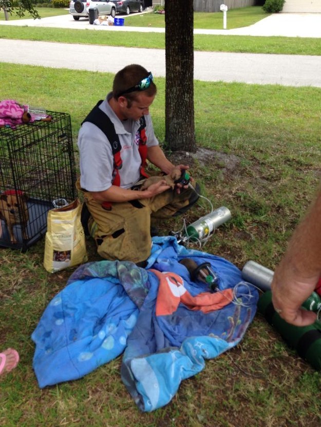 Kölyökkutyákat mentettek meg a hős tűzoltók