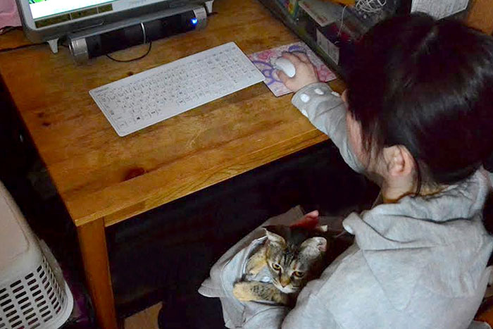 Hordd magadon a macskád! Feltalálták a világ első macskapulcsiját