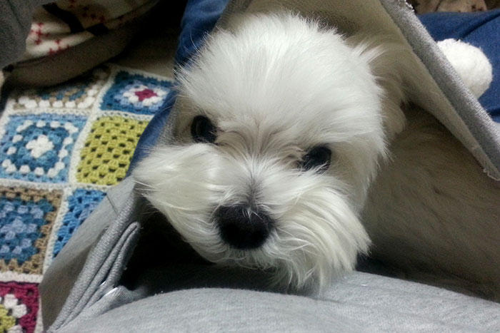 Hordd magadon a macskád! Feltalálták a világ első macskapulcsiját