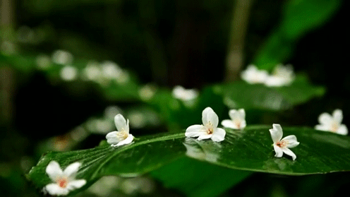 A tavasz utolsó hetében is változékony lesz az idő A tavasz utolsó hetében is változékony lesz az idő