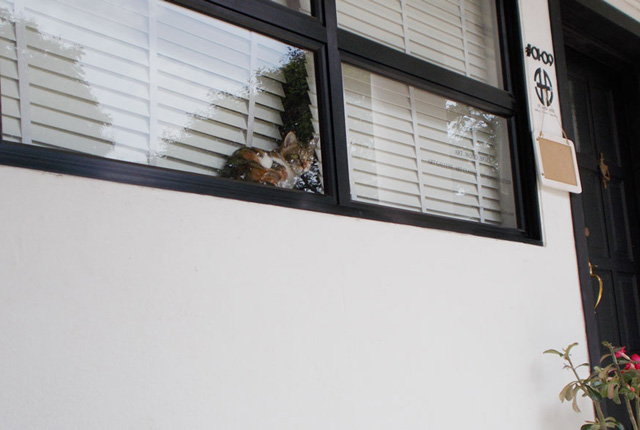 Ő a világ első fotós kutyája - galéria