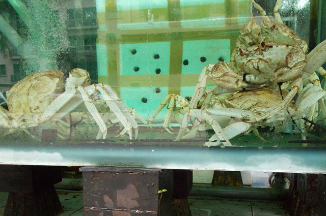 Ő a világ első fotós kutyája - galéria