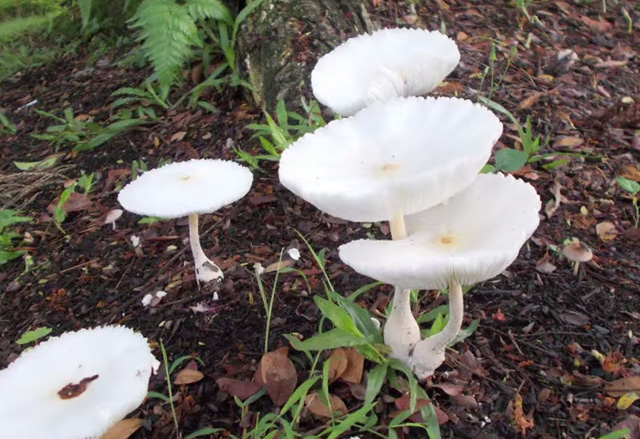 Ő a világ első fotós kutyája - galéria