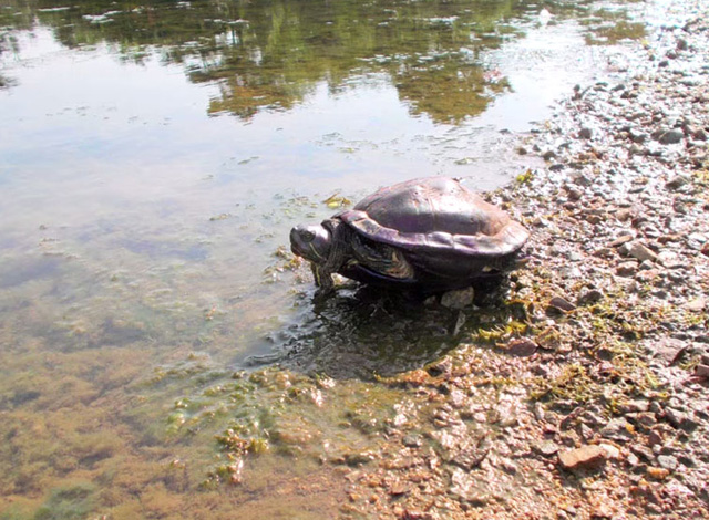 Ő a világ első fotós kutyája - galéria