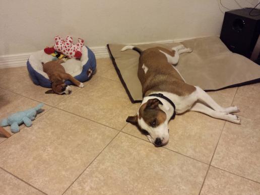 19 kutyamama, akik imádják kölykeiket - cuki fotókkal