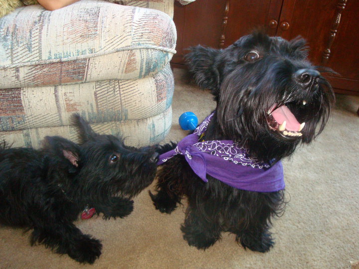 19 kutyamama, akik imádják kölykeiket - cuki fotókkal