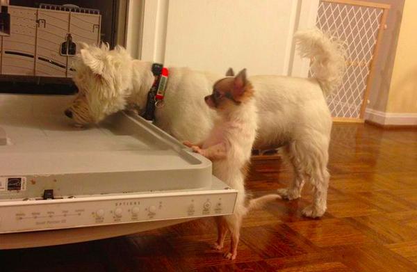 19 kutyamama, akik imádják kölykeiket - cuki fotókkal