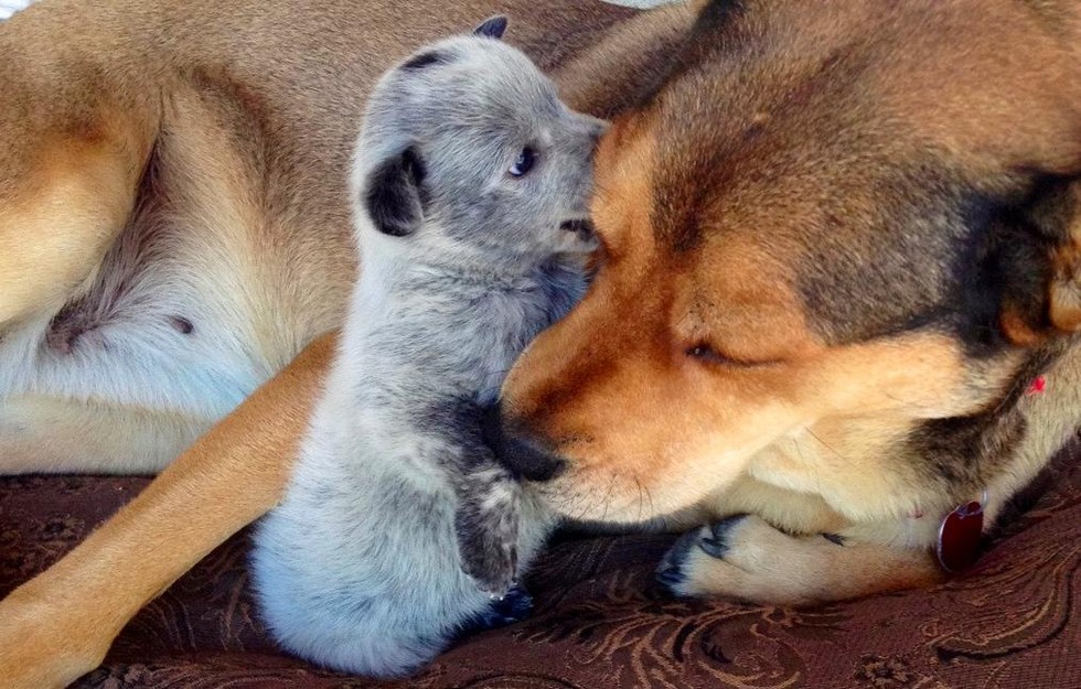 19 kutyamama, akik imádják kölykeiket - cuki fotókkal