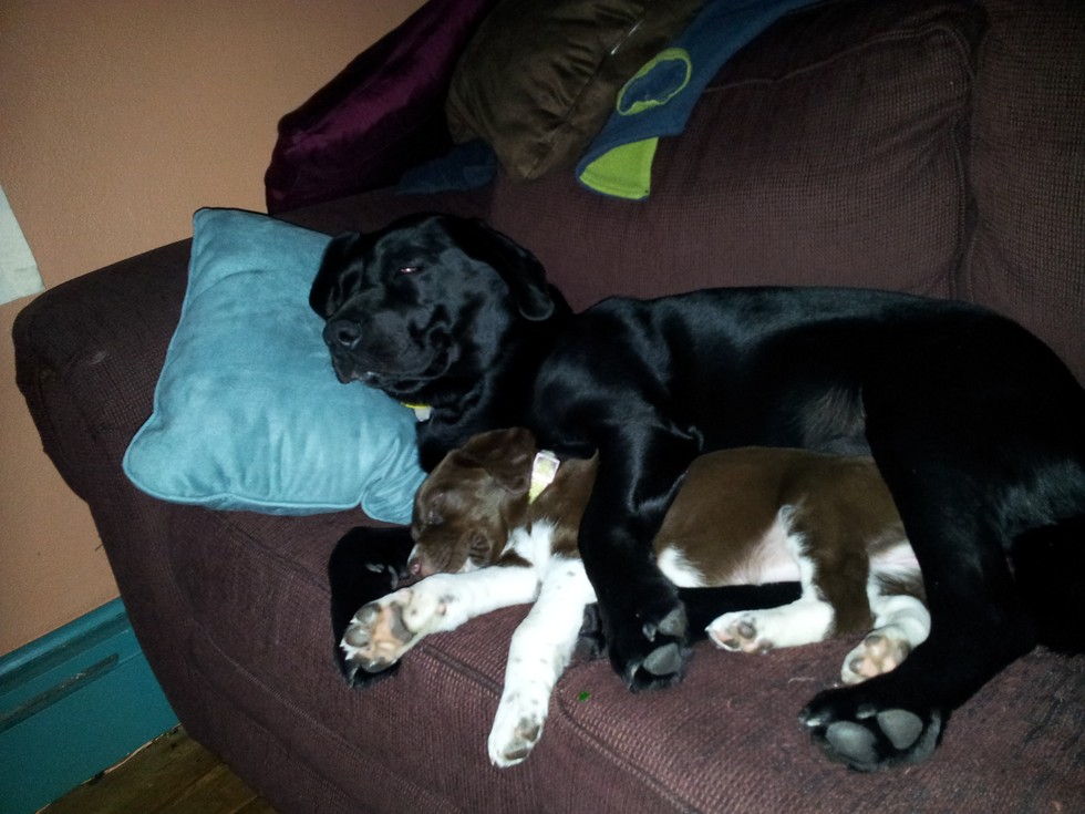 19 kutyamama, akik imádják kölykeiket - cuki fotókkal