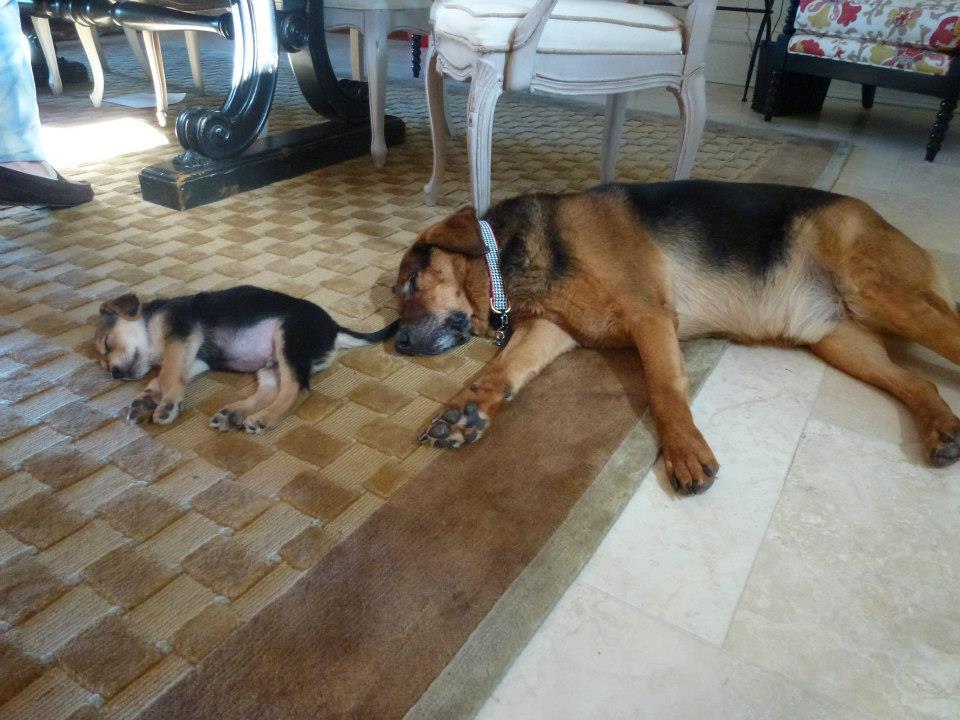 19 kutyamama, akik imádják kölykeiket - cuki fotókkal