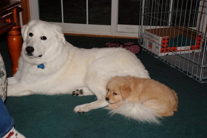 19 kutyamama, akik imádják kölykeiket - cuki fotókkal