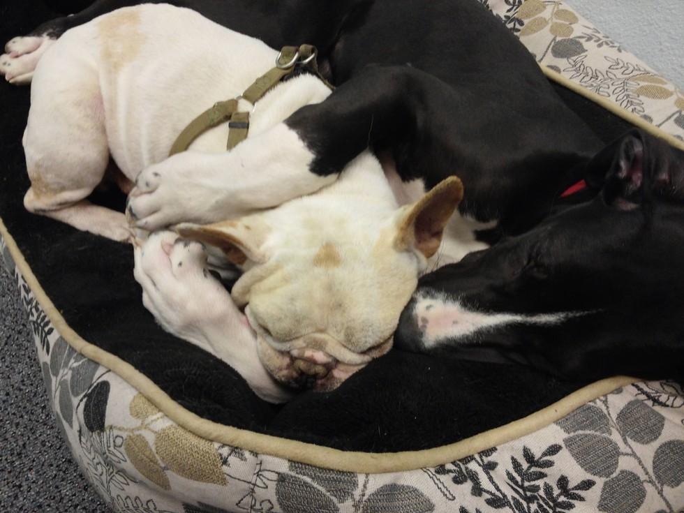 19 kutyamama, akik imádják kölykeiket - cuki fotókkal