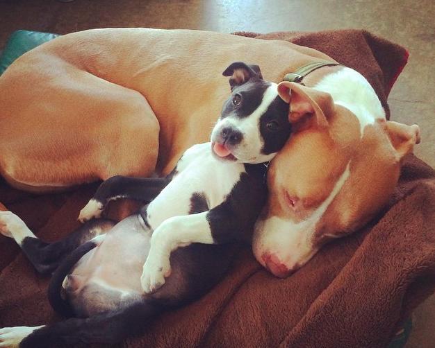 19 kutyamama, akik imádják kölykeiket - cuki fotókkal