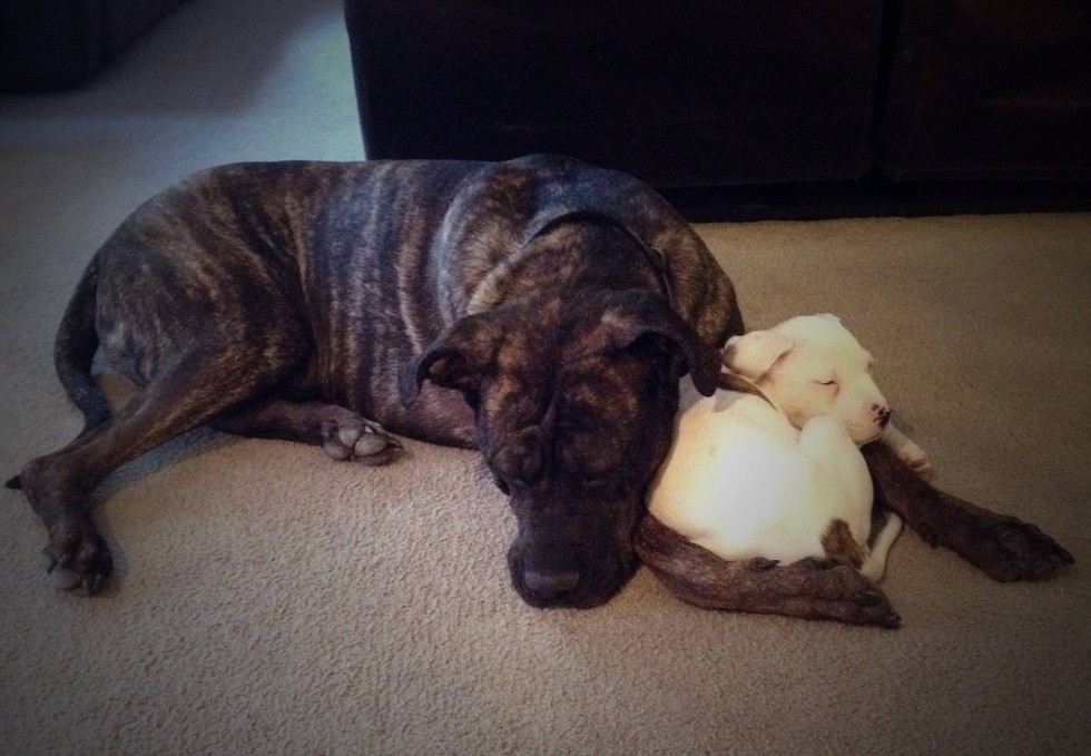 19 kutyamama, akik imádják kölykeiket - cuki fotókkal