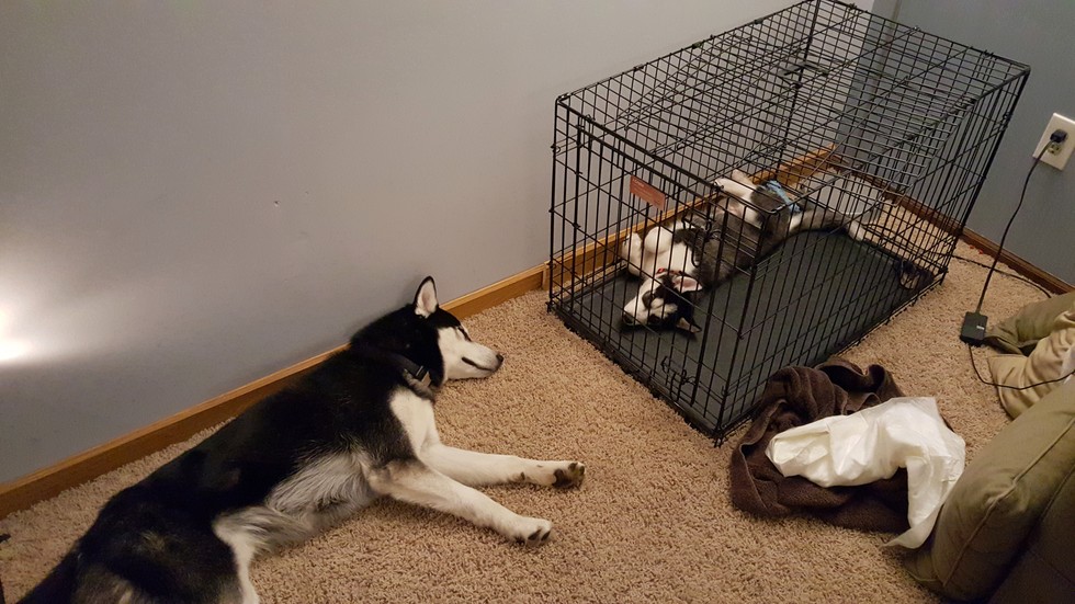 19 kutyamama, akik imádják kölykeiket - cuki fotókkal