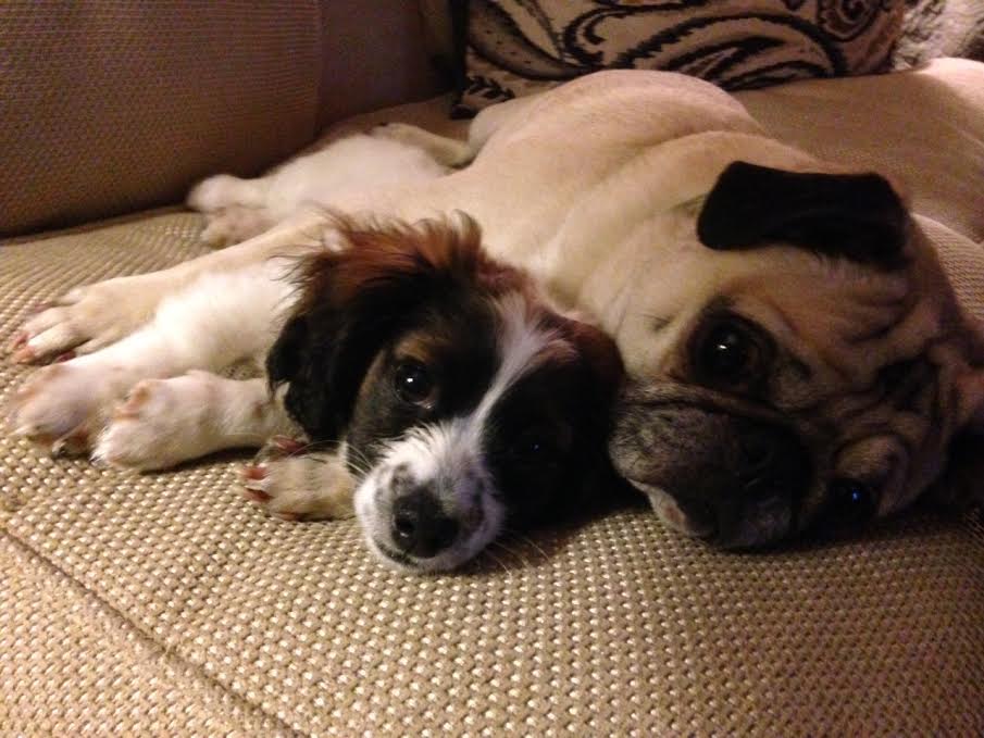 19 kutyamama, akik imádják kölykeiket - cuki fotókkal