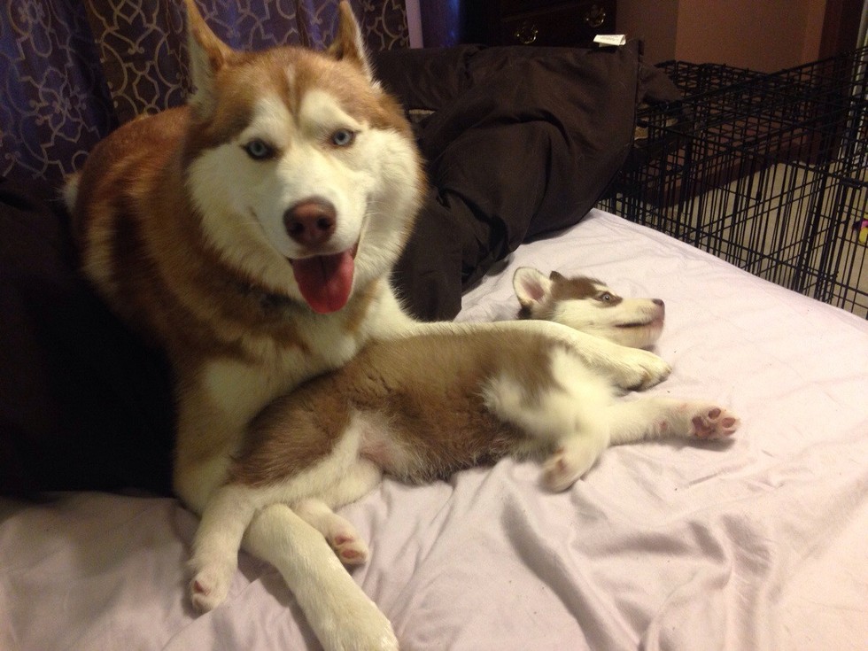 19 kutyamama, akik imádják kölykeiket - cuki fotókkal