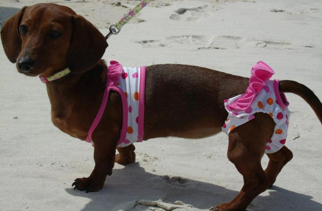 Bikinis kutyákkal hívogatjuk a strandidőt - vicces fotók