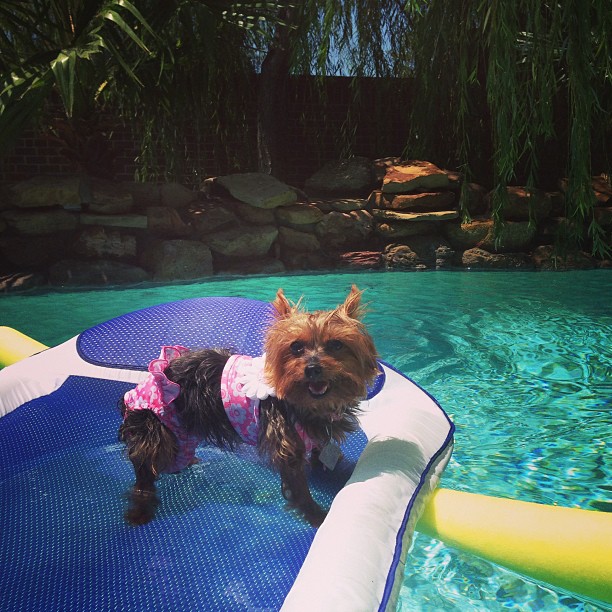 Bikinis kutyákkal hívogatjuk a strandidőt - vicces fotók