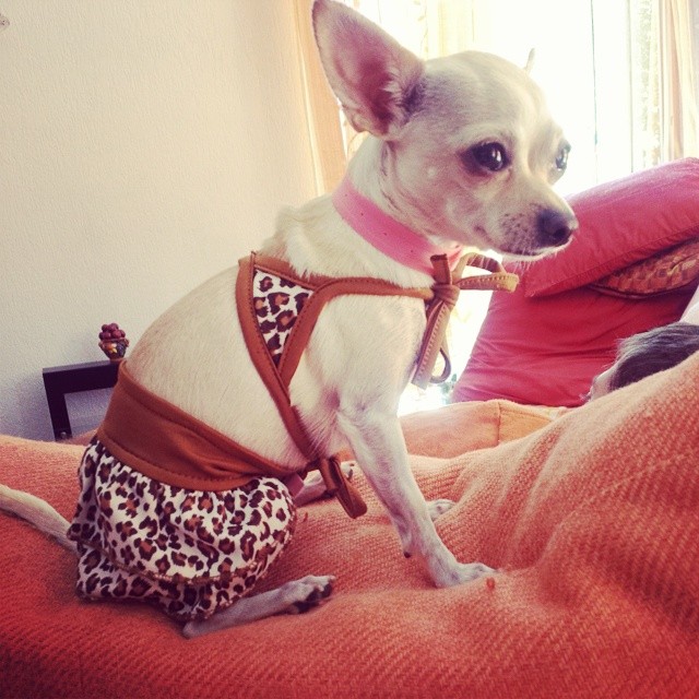 Bikinis kutyákkal hívogatjuk a strandidőt - vicces fotók