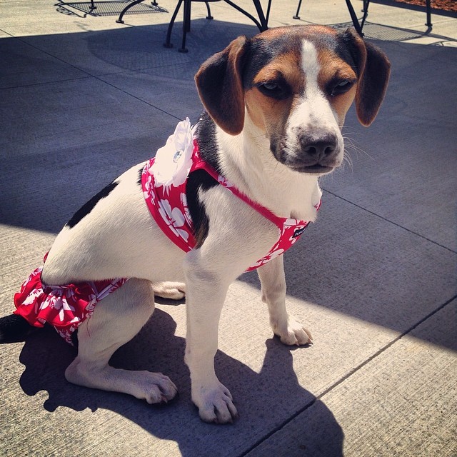 Bikinis kutyákkal hívogatjuk a strandidőt - vicces fotók