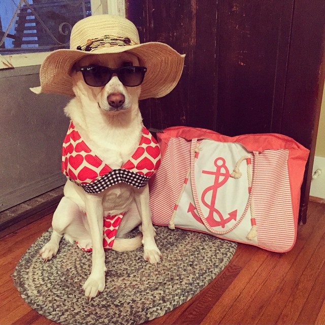 Bikinis kutyákkal hívogatjuk a strandidőt - vicces fotók