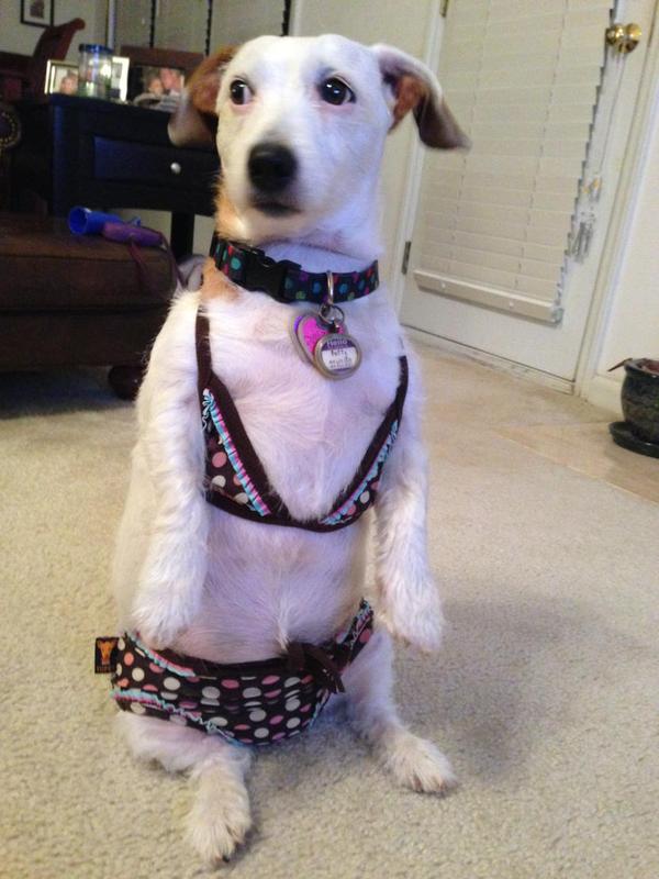 Bikinis kutyákkal hívogatjuk a strandidőt - vicces fotók