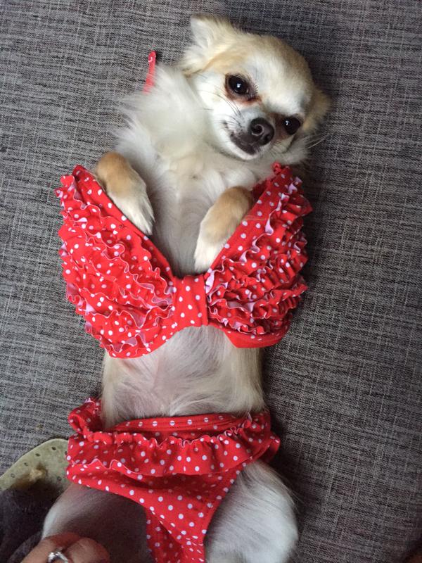 Bikinis kutyákkal hívogatjuk a strandidőt - vicces fotók