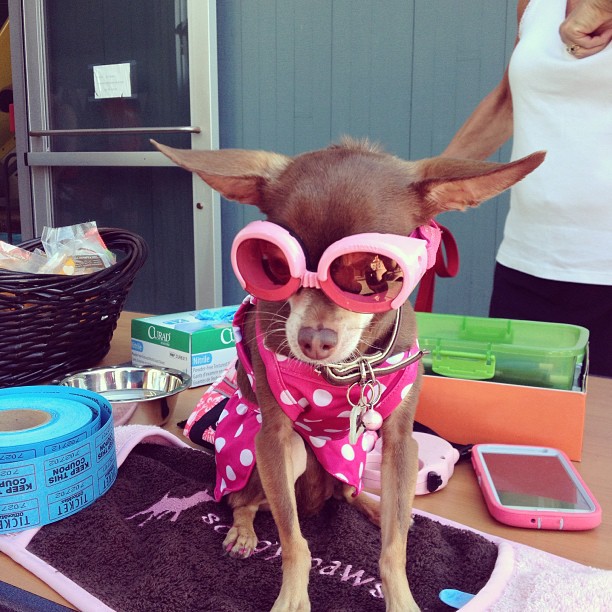 Bikinis kutyákkal hívogatjuk a strandidőt - vicces fotók