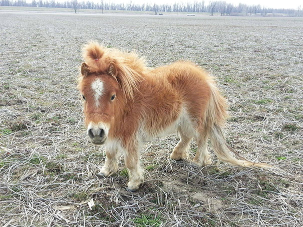 15 mini ló, akit nem lehet nem imádni - tündéri fotók