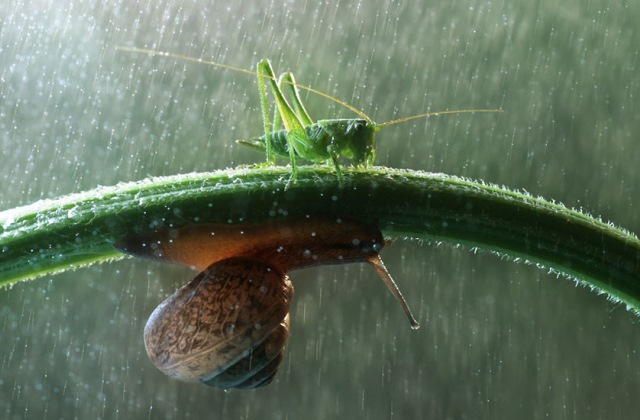 12 kisállat a természetből kölcsönzött esernyővel - fotók 12 kisállat a természetből kölcsönzött esernyővel - fotók
