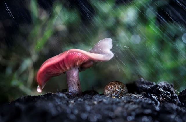 12 kisállat a természetből kölcsönzött esernyővel - fotók 12 kisállat a természetből kölcsönzött esernyővel - fotók