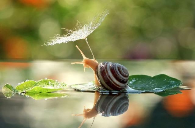 12 kisállat a természetből kölcsönzött esernyővel - fotók 12 kisállat a természetből kölcsönzött esernyővel - fotók
