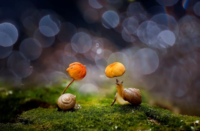 12 kisállat a természetből kölcsönzött esernyővel - fotók 12 kisállat a természetből kölcsönzött esernyővel - fotók