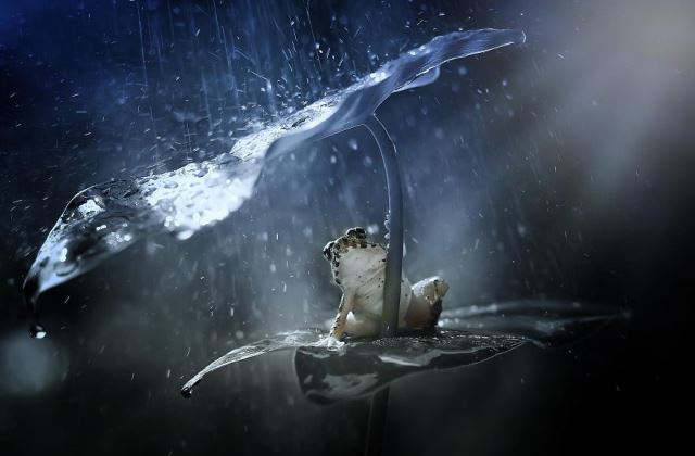 12 kisállat a természetből kölcsönzött esernyővel - fotók 12 kisállat a természetből kölcsönzött esernyővel - fotók