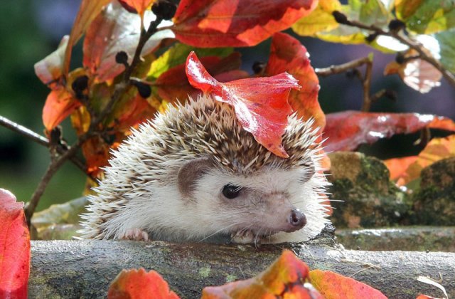 12 kisállat a természetből kölcsönzött esernyővel - fotók 12 kisállat a természetből kölcsönzött esernyővel - fotók