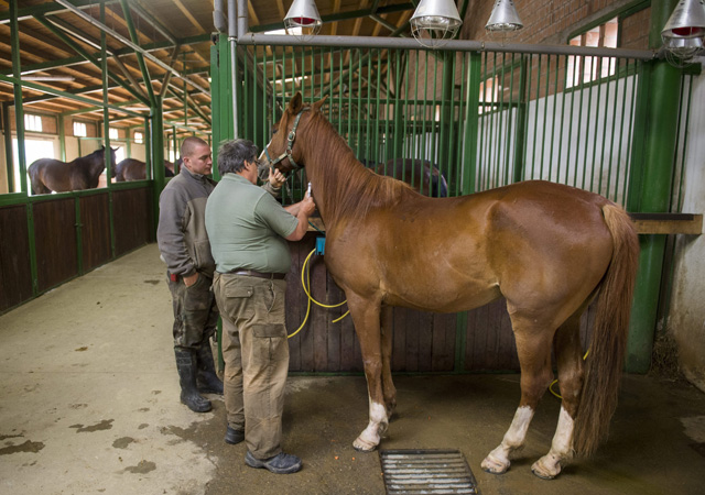 Vért vesznek egy lótól megelőző szűrés céljából egy orfűi lovardában - MTI Fotó: Sóki Tamás