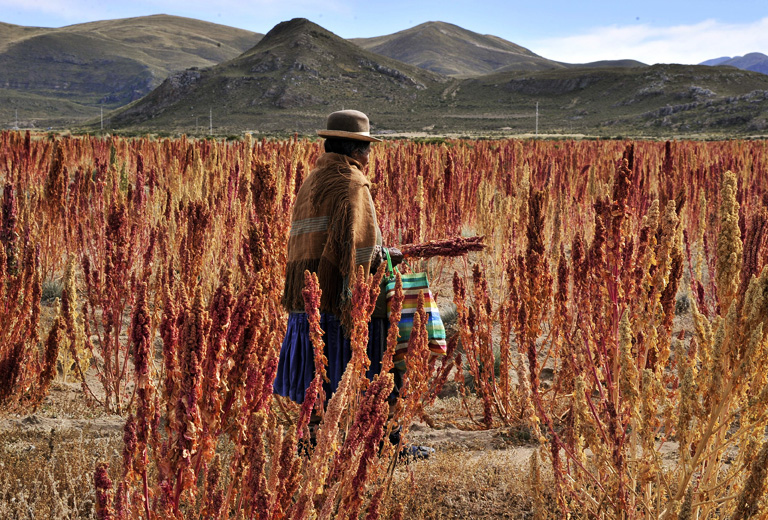 Quinoa - a tápanyagbajnok gabona