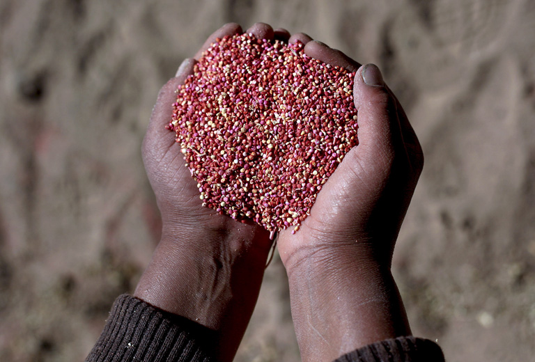 Quinoa - a tápanyagbajnok gabona