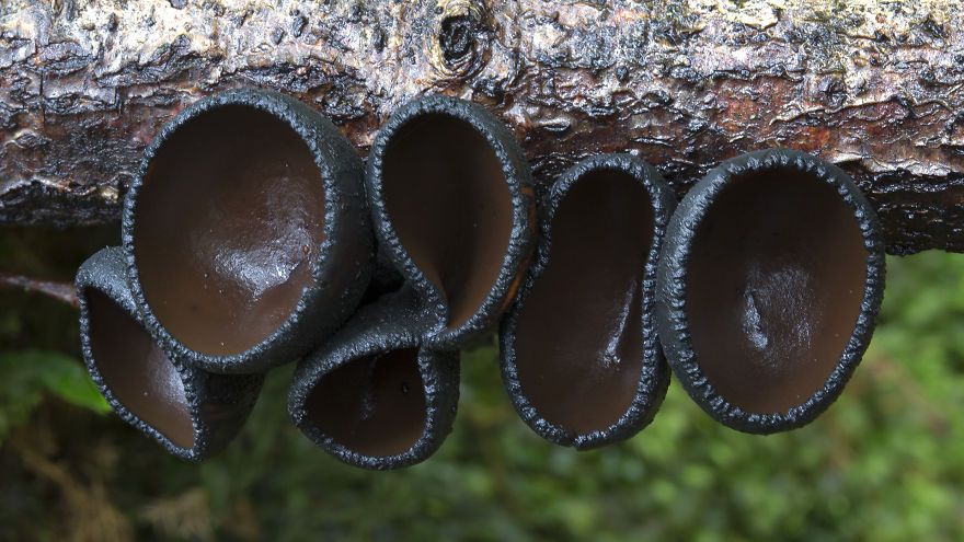 Varázslatos fotók a gombák misztikus világáról