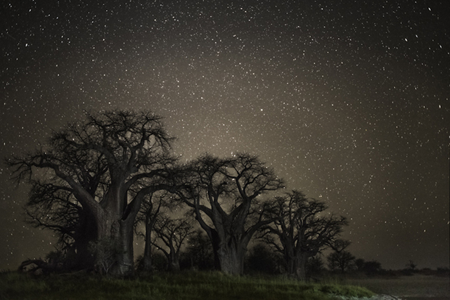 Varázslatos fotók: ilyenek a világ legöregebb fái éjszaka