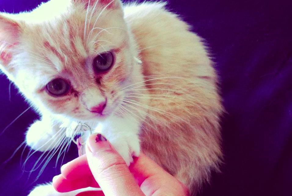 17 háziállat, aki gazdija kezét fogja - cuki képek 17 háziállat, aki gazdija kezét fogja - cuki képek