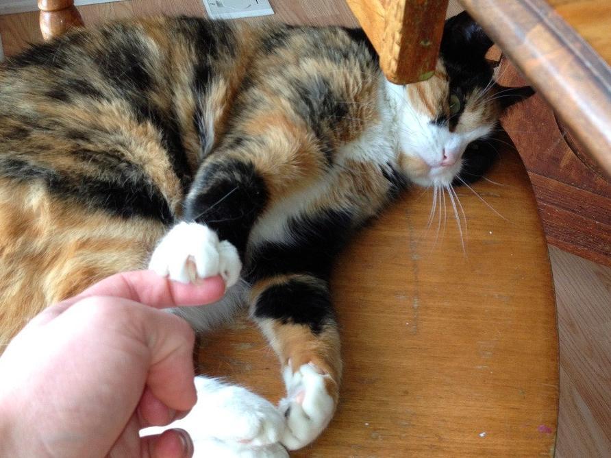 17 háziállat, aki gazdija kezét fogja - cuki képek 17 háziállat, aki gazdija kezét fogja - cuki képek