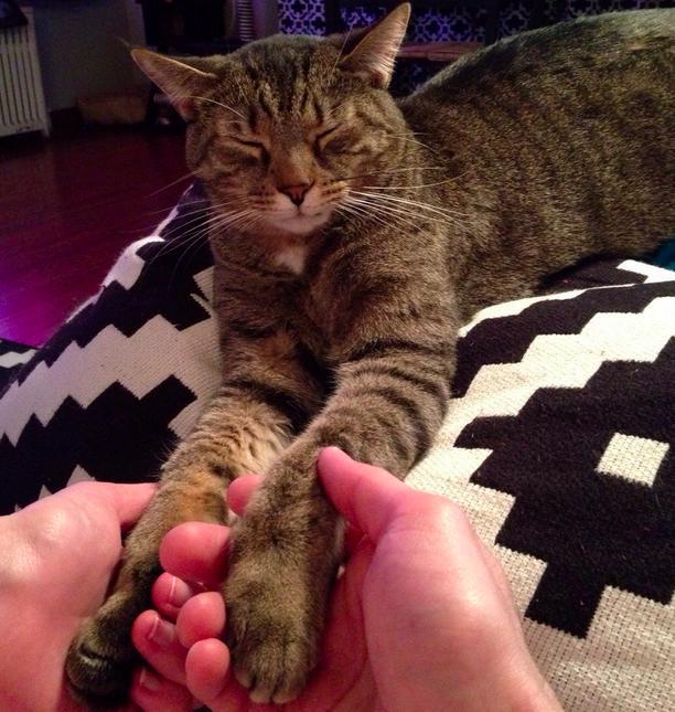 17 háziállat, aki gazdija kezét fogja - cuki képek 17 háziállat, aki gazdija kezét fogja - cuki képek