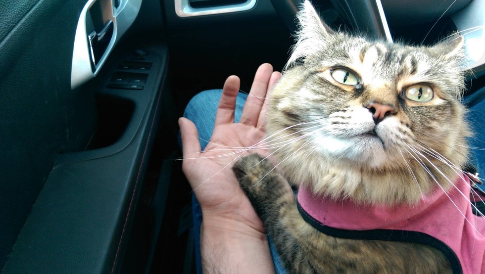 17 háziállat, aki gazdija kezét fogja - cuki képek 17 háziállat, aki gazdija kezét fogja - cuki képek