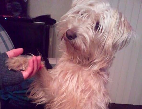 17 háziállat, aki gazdija kezét fogja - cuki képek 17 háziállat, aki gazdija kezét fogja - cuki képek